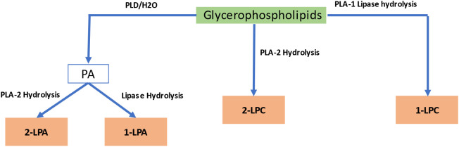 Figure 4