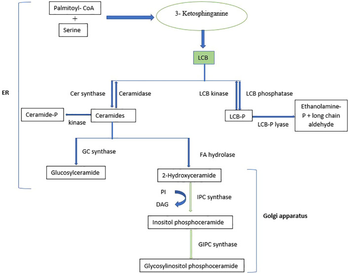 Figure 3