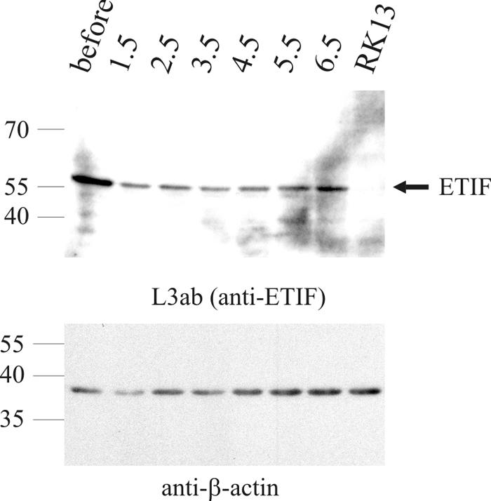 FIG. 8.