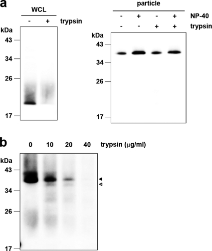 FIG. 8.