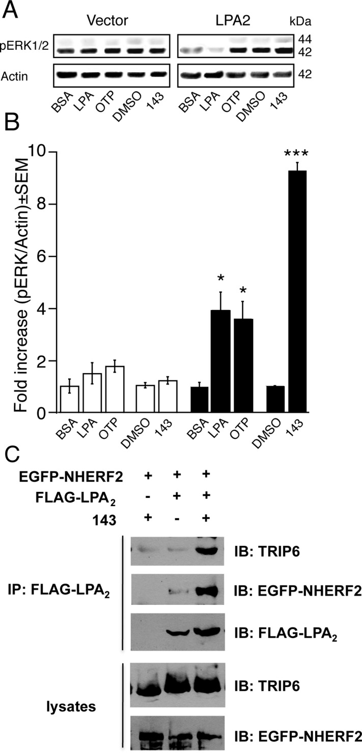 Fig. 9.