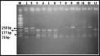 Fig.2