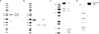 Figure 5—figure supplement 2.