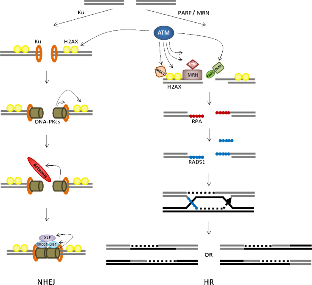 BOX1 – The cellular response to DNA double-strand break (DSB)