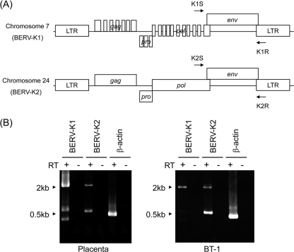 FIG. 1.