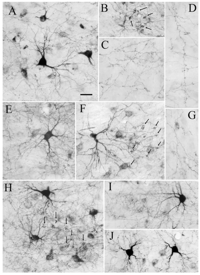 Fig. 10