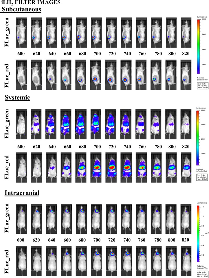 Figure 3—figure supplement 1.