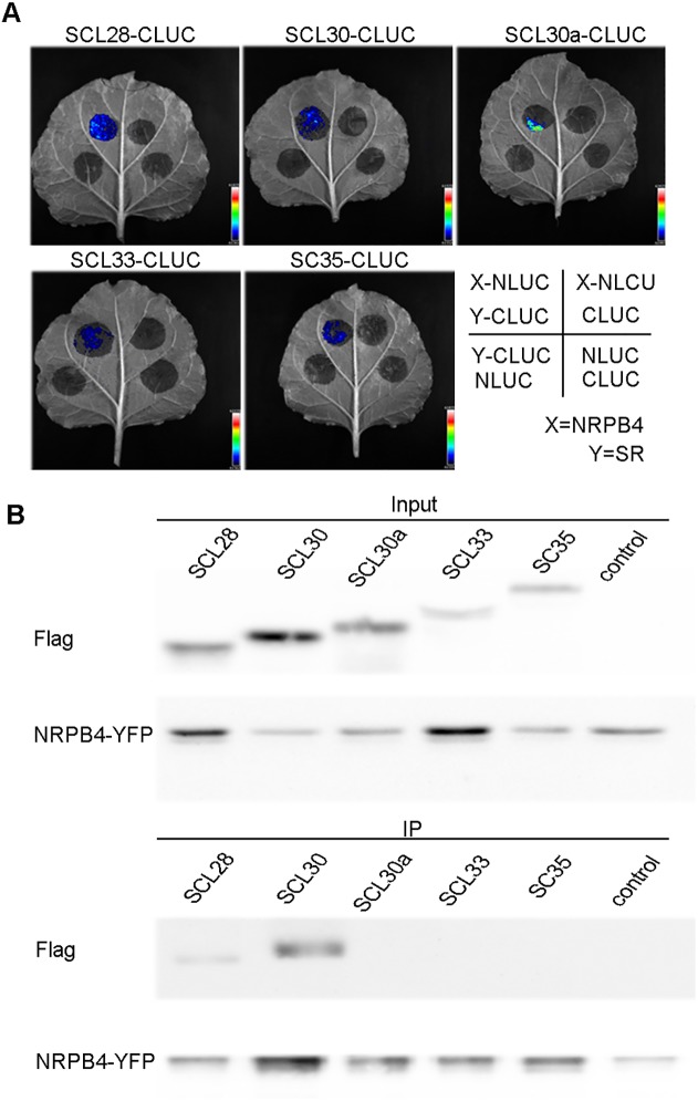 Fig 9