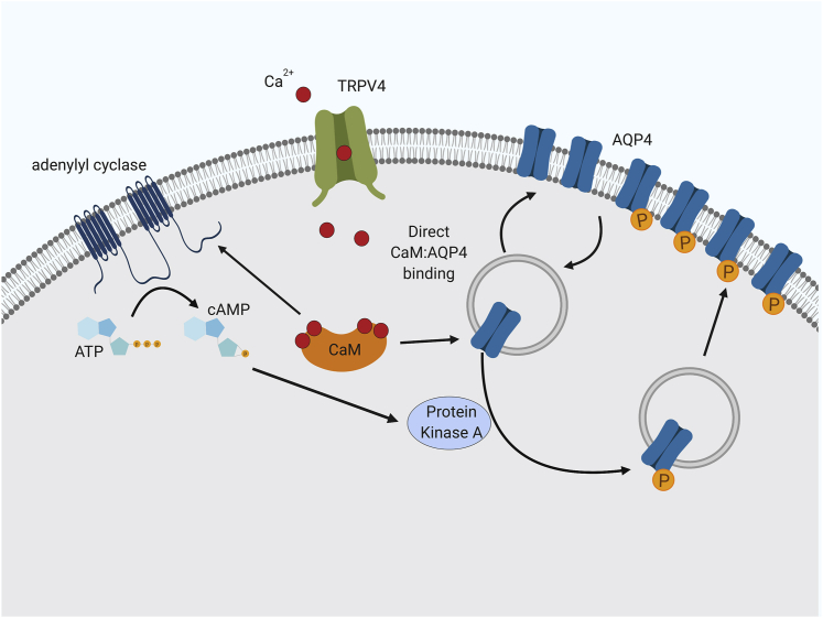 Figure 5