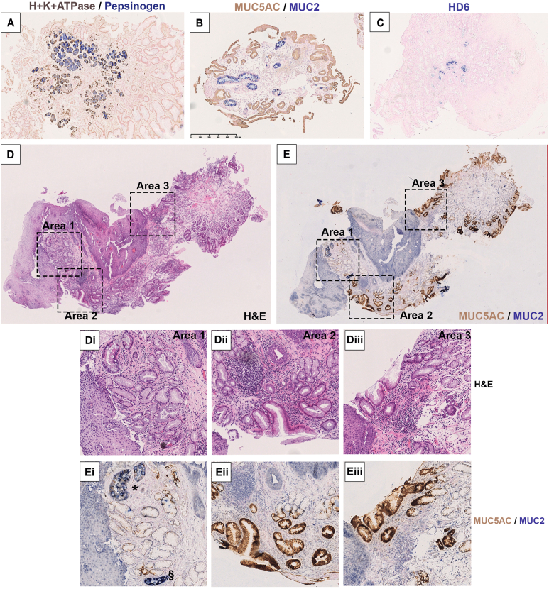 Supplementary Figure 1