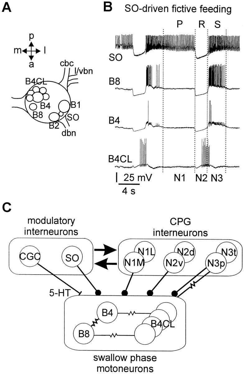 Fig. 1.