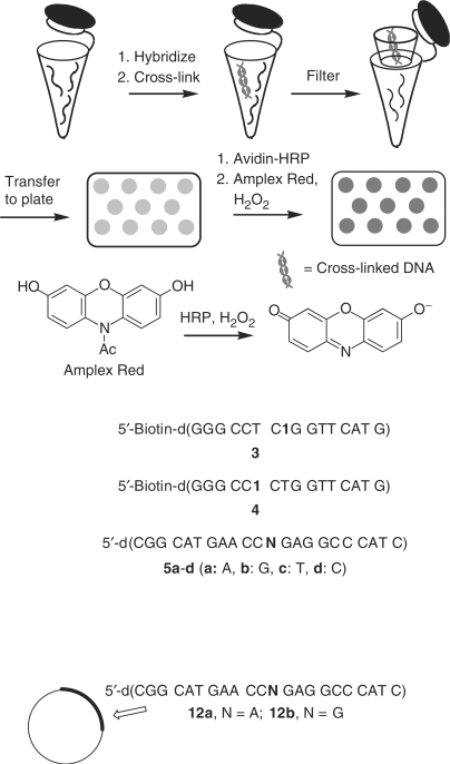 Scheme 2.