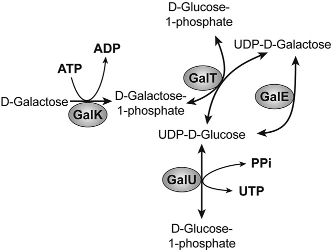 FIG 1 