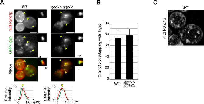 Figure 6—figure supplement 1.