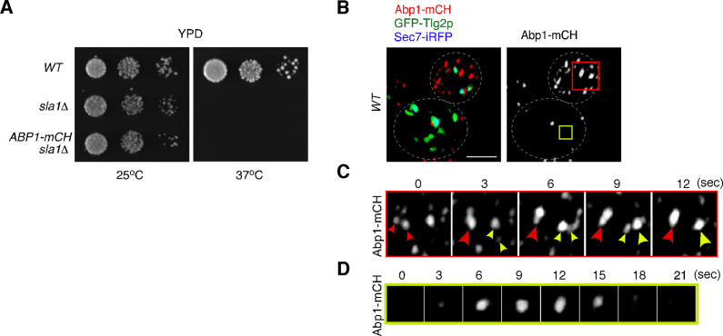 Figure 2—figure supplement 1.