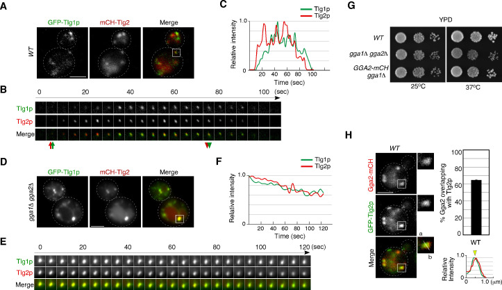 Figure 5—figure supplement 2.