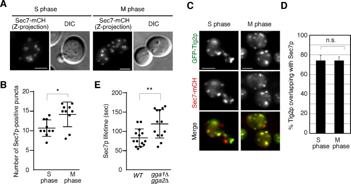 Figure 5—figure supplement 1.