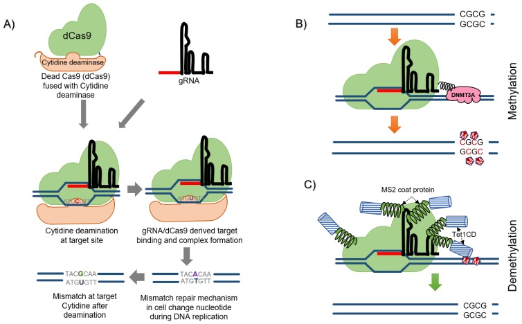 Figure 7