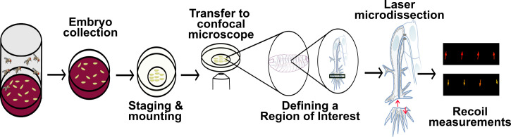 graphic file with name BioProtoc-13-14-4806-ga001.jpg