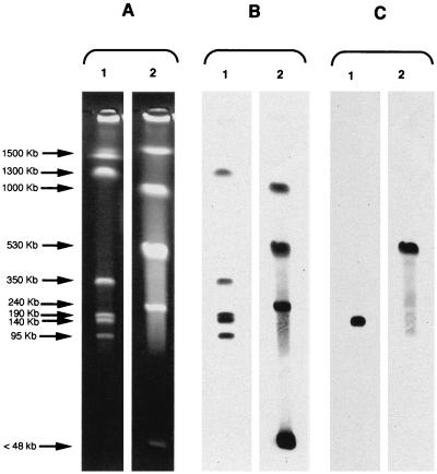 FIG. 2.