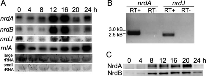 FIGURE 5.