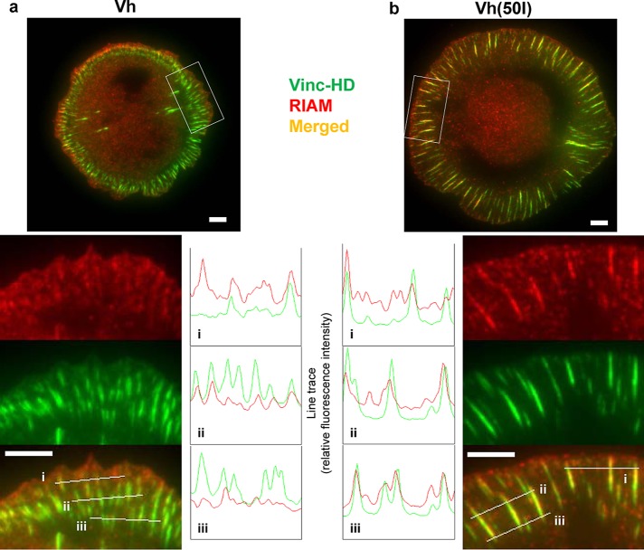 FIGURE 5: