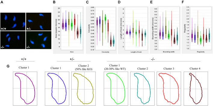 FIGURE 3