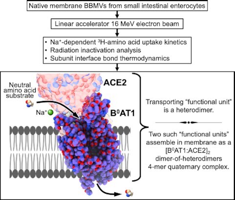 Graphical Abstract