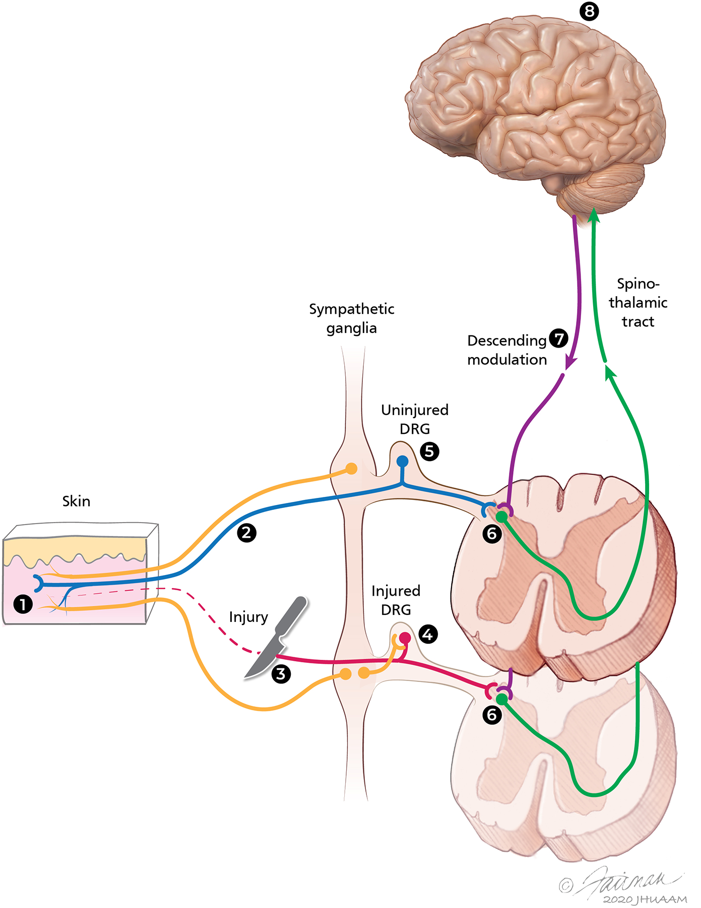 Figure 1.