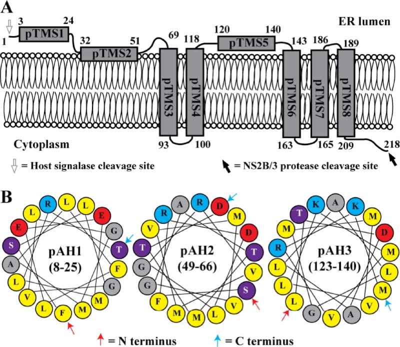 Fig 4