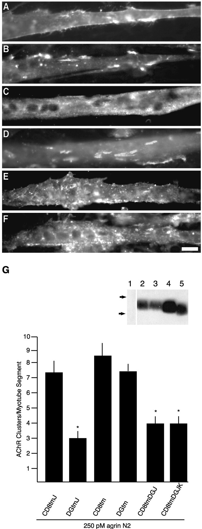 Fig. 9.