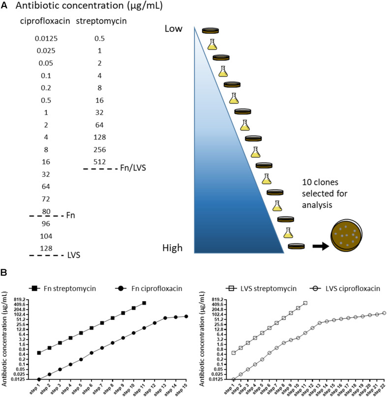 FIGURE 1