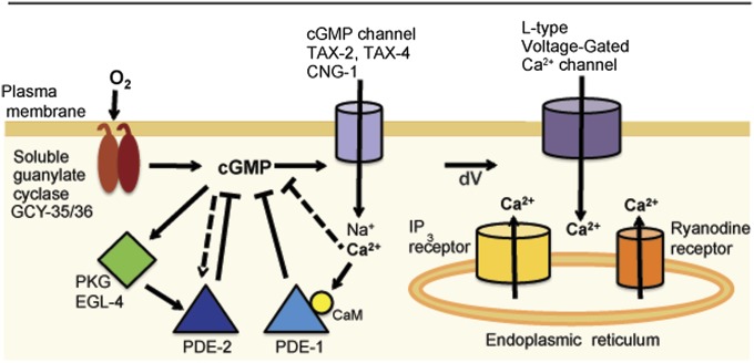 Fig. 7.