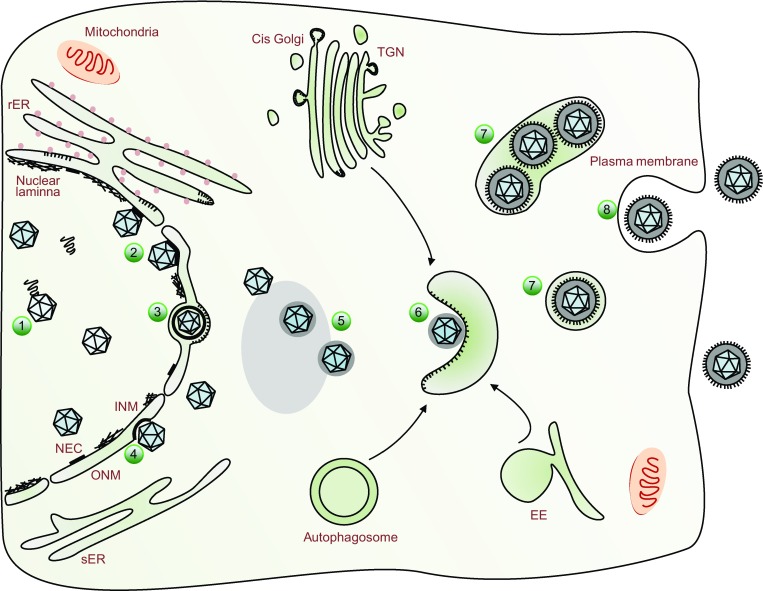 Figure 1