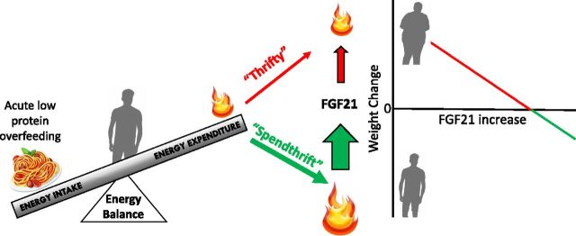 Figure 1. The hypothesized relationship between energy expenditure, FGF21, and body weight regulation. Stimulating energy expenditure with acute low-protein overfeeding can identify individuals who are able to dissipate the excess calories consumed as heat (“spendthrift”) versus those who cannot (“thrifty”). The magnitude of the increase in plasma concentration of FGF21 in response to acute low-protein overfeeding is positively associated with the acute change in 24-h energy expenditure. Thrifty individuals have an attenuated increase in FGF21 in response to acute low-protein overfeeding and are more susceptible to weight gain over 6 months.