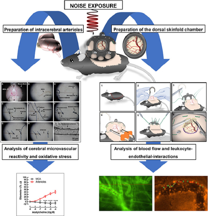 Image, graphical abstract