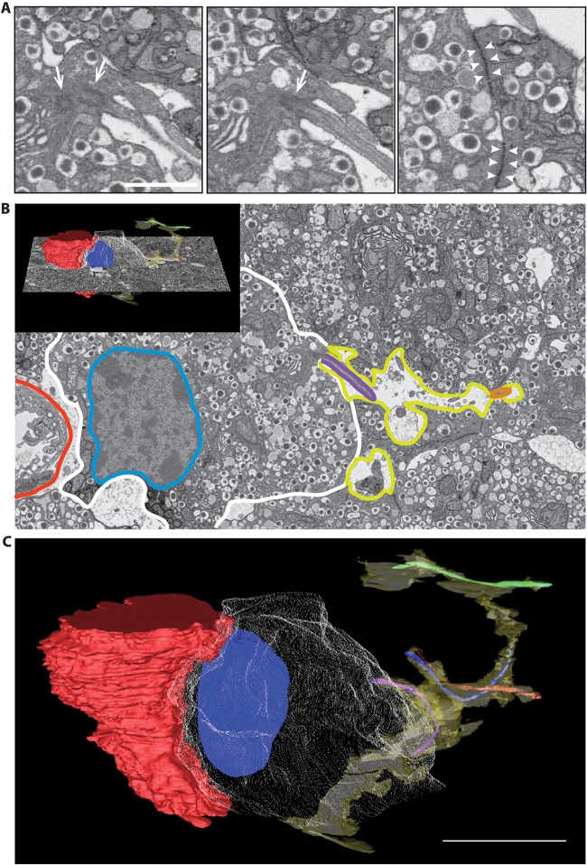 Fig. 4.