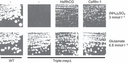 Fig. 6.