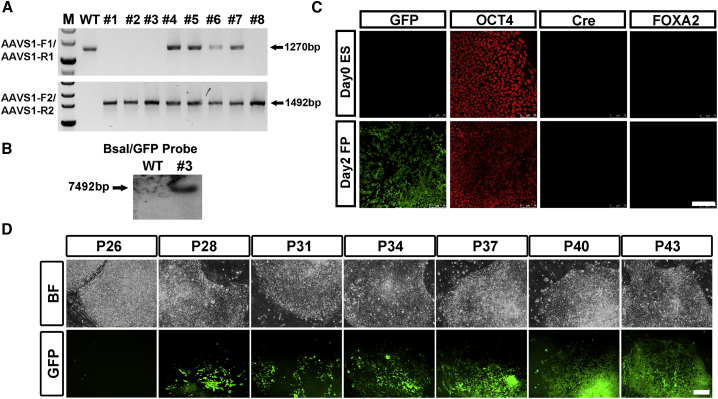 Figure 4