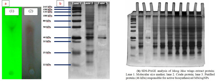 Fig 6