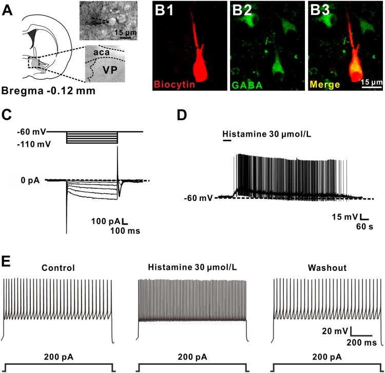 Fig. 1