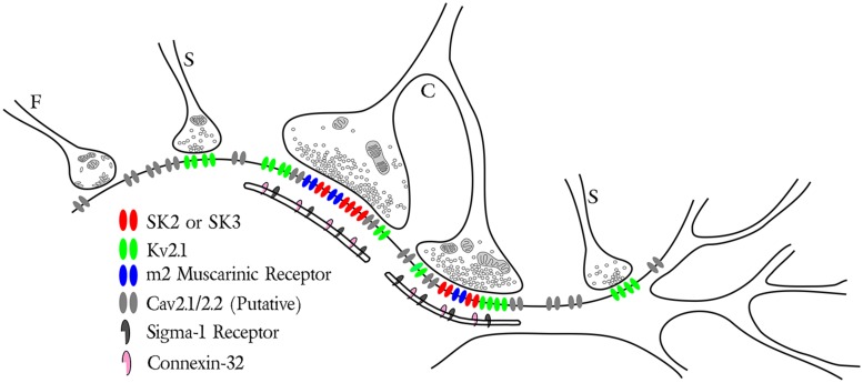 FIGURE 2