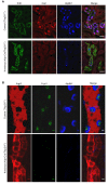 Figure 3—figure supplement 2.
