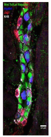 Author response image 1.