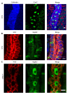 Figure 2—figure supplement 1.