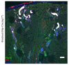 Figure 9—figure supplement 2.