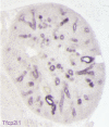 Figure 1—figure supplement 1.
