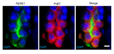 Figure 2—figure supplement 2.