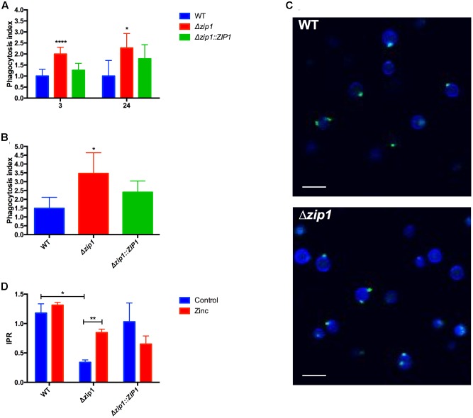 FIGURE 1