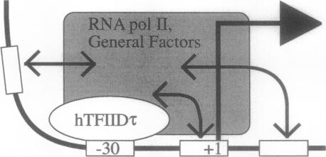 graphic file with name pnas01087-0127-b.jpg